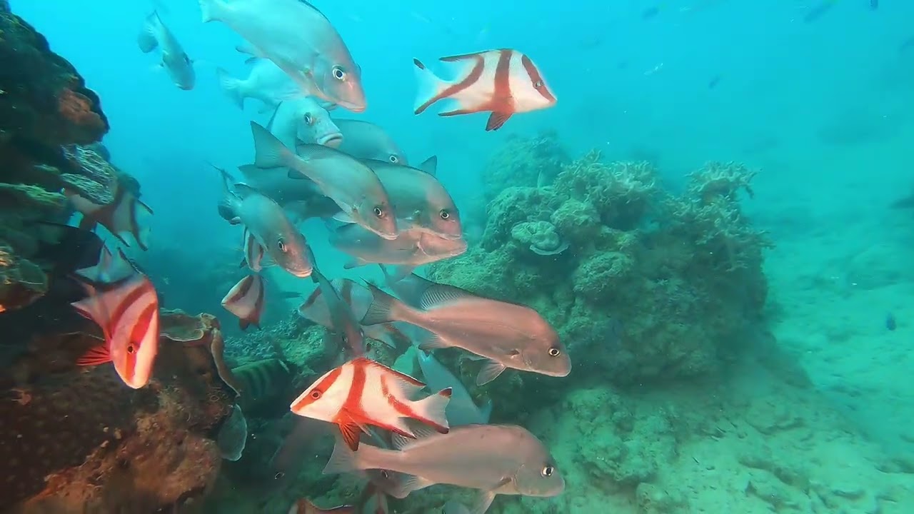 21  Hewitt Reef 2025