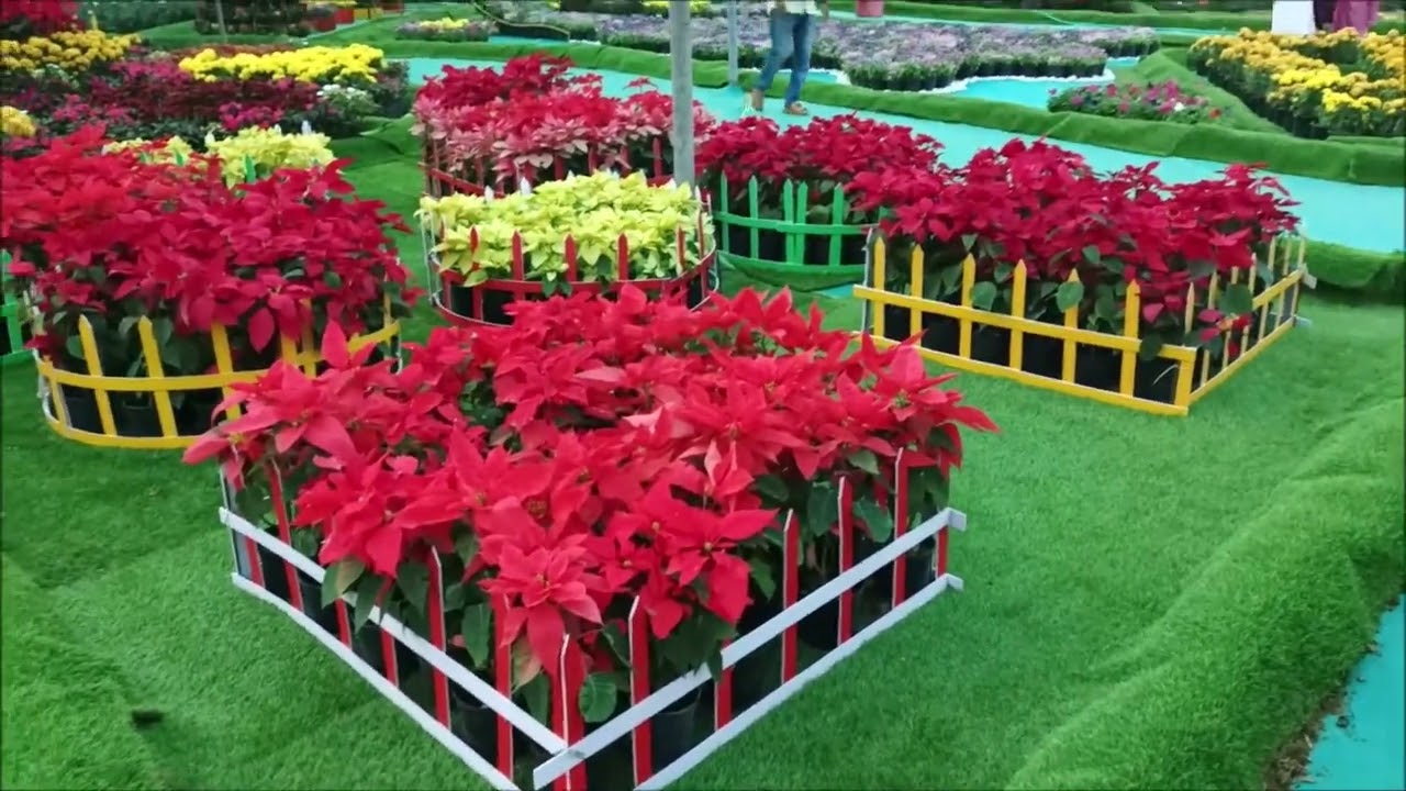 FLOWER SHOW 2K25 KOLLAM