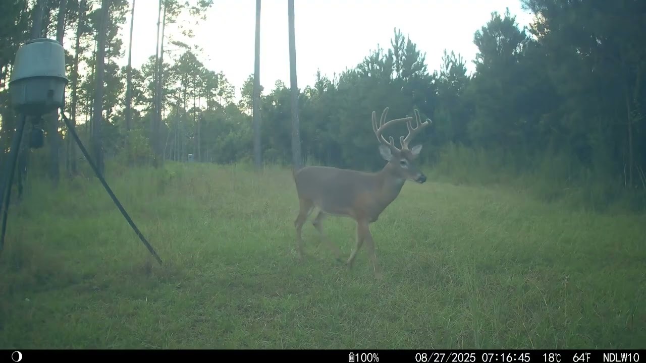 color trail cam vids 08252025 - 10122025