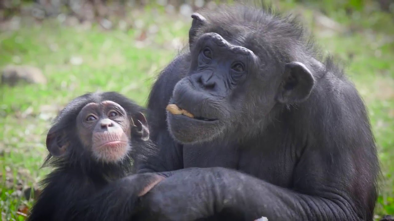 Milo's First Birthday Chimpanzee at the KCZoo