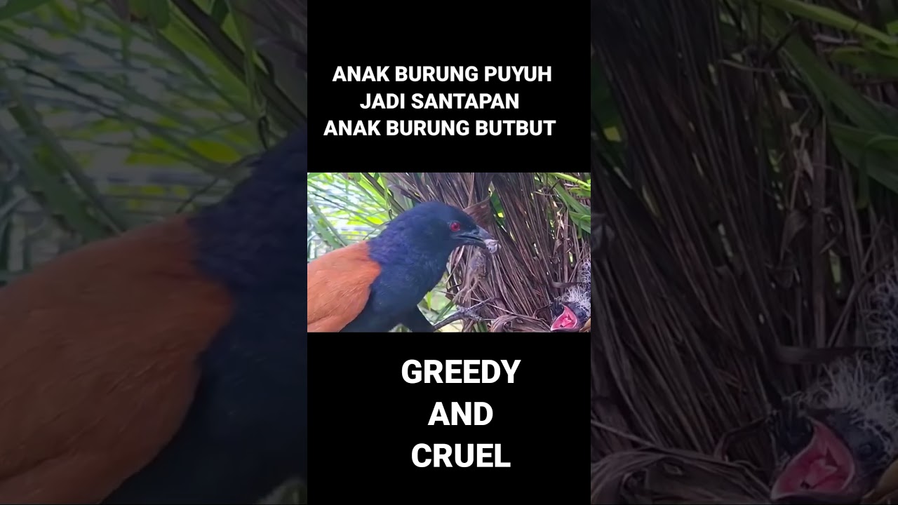 SADIS..ANAK BURUNG PUYUH JADI SANTAPAN ANAK BURUNG BUTBUT #wildbirds