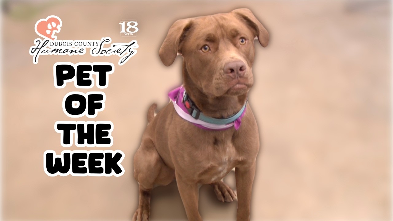 Meet Merlin The Dubois County Humane Society Pet of The Week!