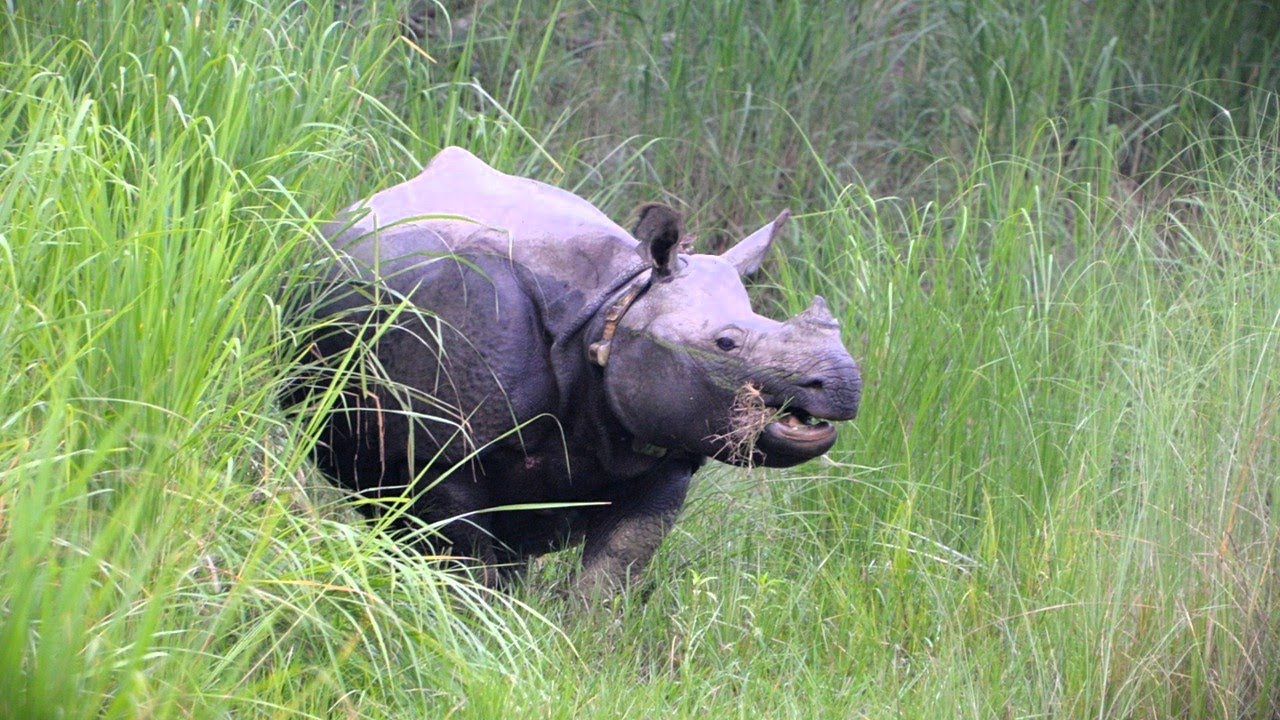 Rhinoceros unicornis L. The Dudhwa relocation -A success story