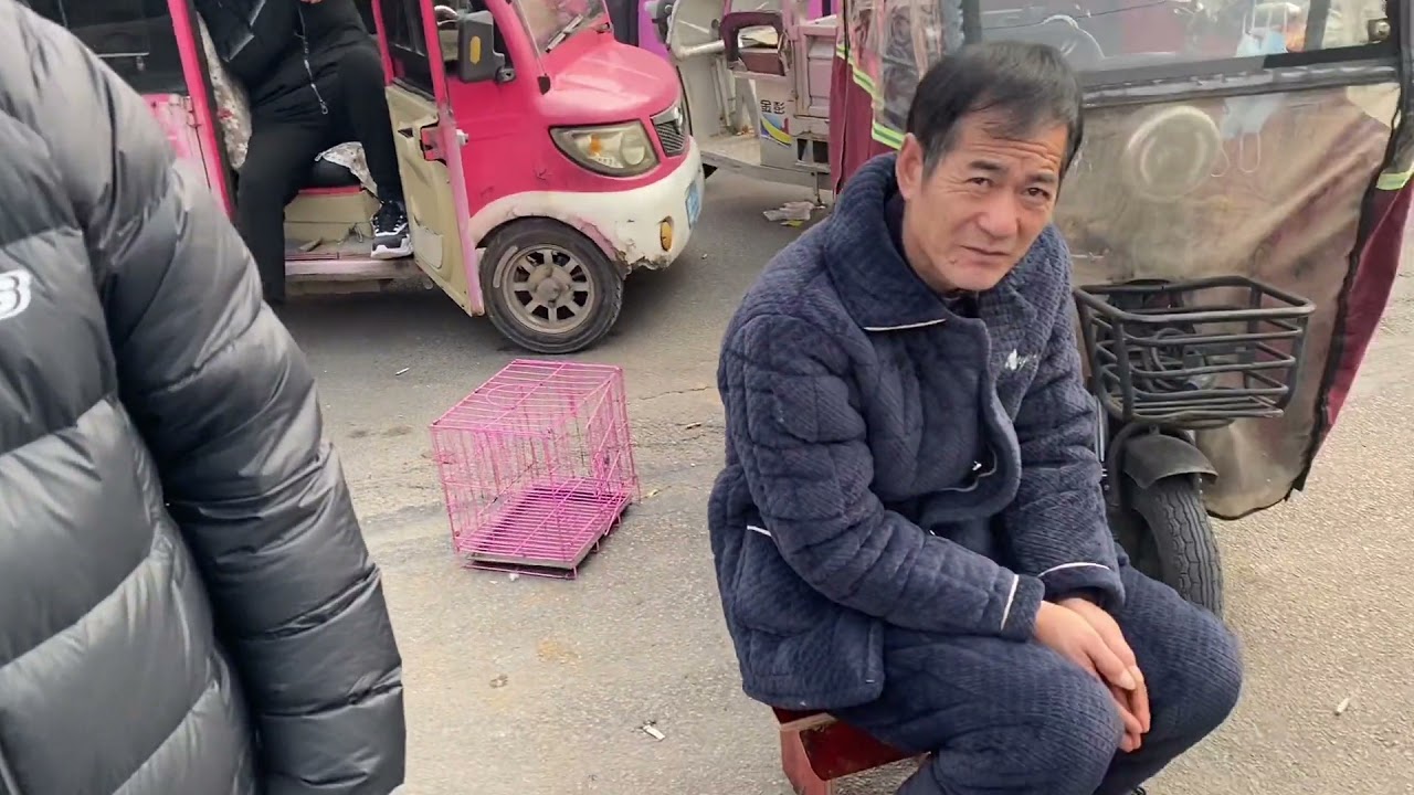 商丘的茶杯犬约克夏还有价值6万的拉布拉多真是大开眼界