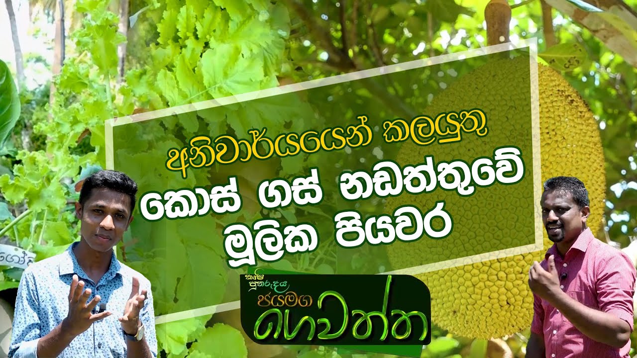 අනිවාර්යයෙන් කලයුතු කොස් ගස් නඩත්තුවේ මූලික පියවර | Jayamaga Gewaththa | 2023-04-22