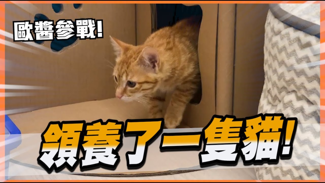 領養了一隻小貓咪！希望她跟妮醬可以相處愉快~【胡子Life】