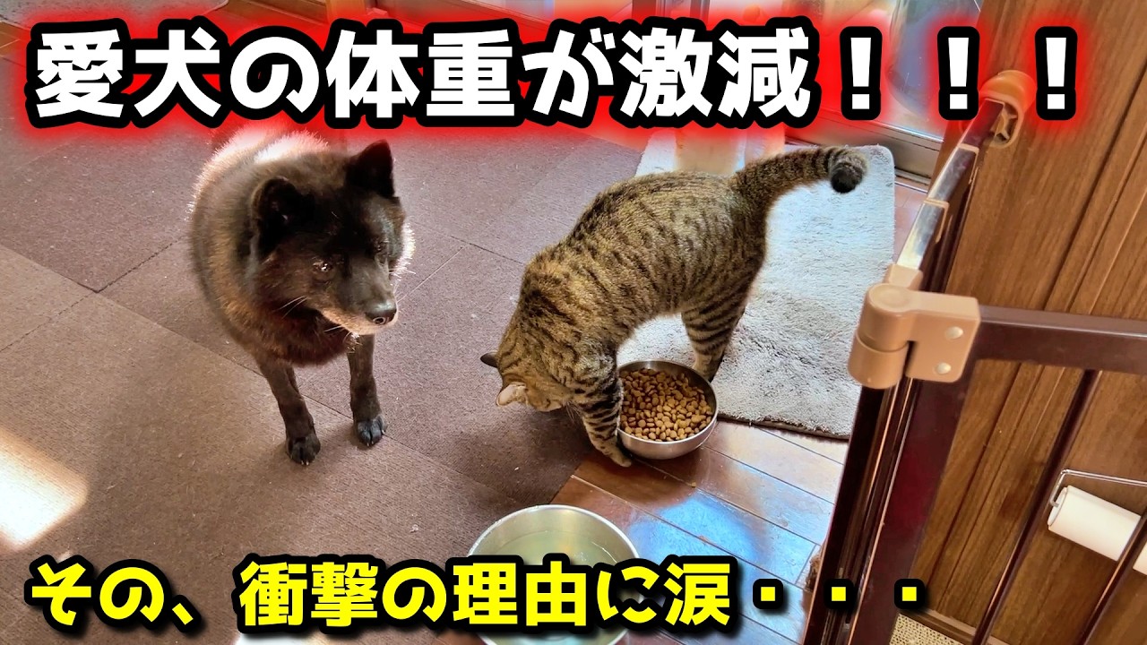 【病気？】愛犬の体重が激減！と思ったら、衝撃の事実が明らかに
