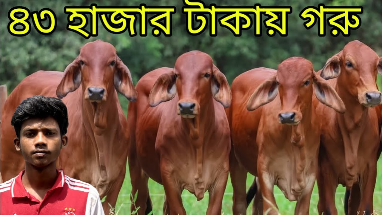 মাত্র ৪৩ হাজার টাকার প্যাকেজের সেরা কোয়ালিটি বকনা বাচ্চার কালেকশন দেখুন
