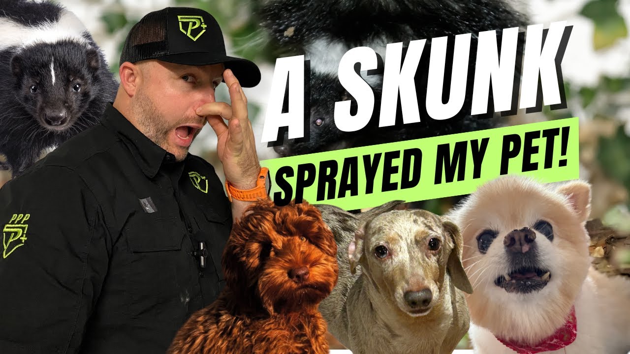 A Skunk Sprayed My Dog!