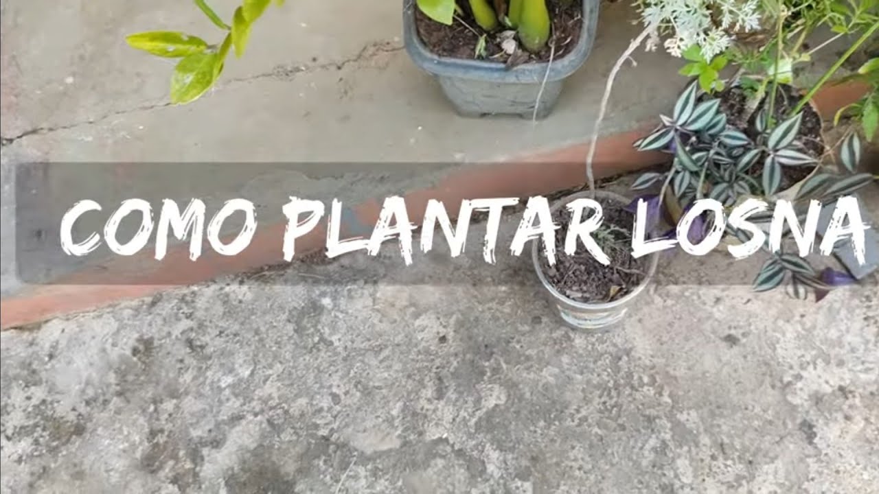 como plantar losna