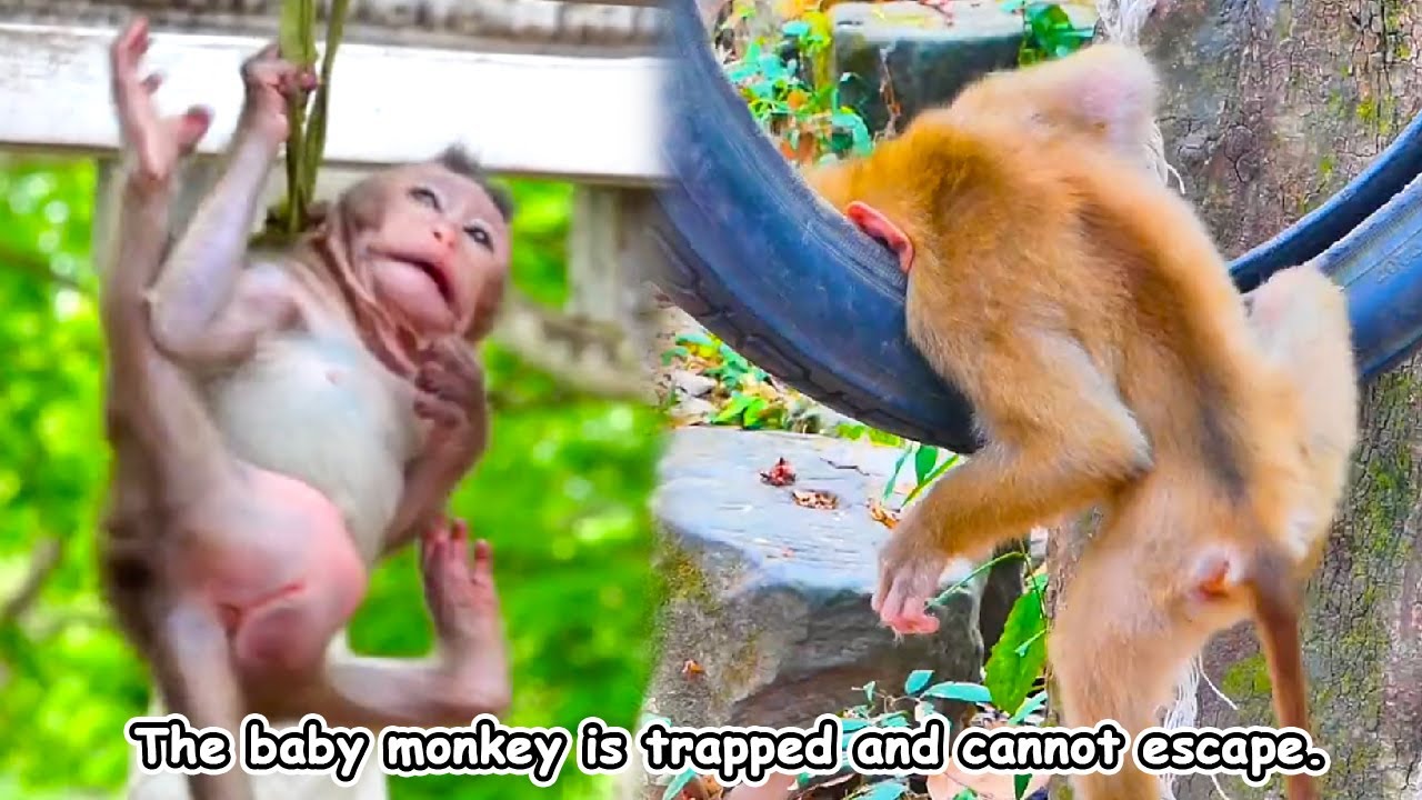 The baby monkey was trapped while the mother monkey was panicking beside her trying to save her baby