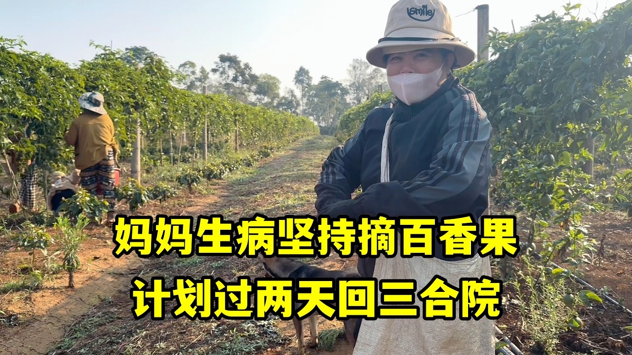 媽媽生病還堅持摘百香果，讓人無奈又心疼，計畫過兩天回三合院