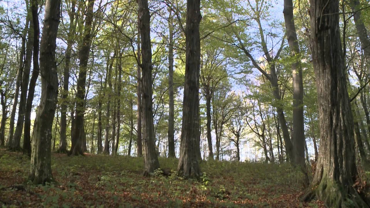 ÉRTÉKMENTŐK - A 33. Nemzetközi Véreb Fővizsga - Keszthely