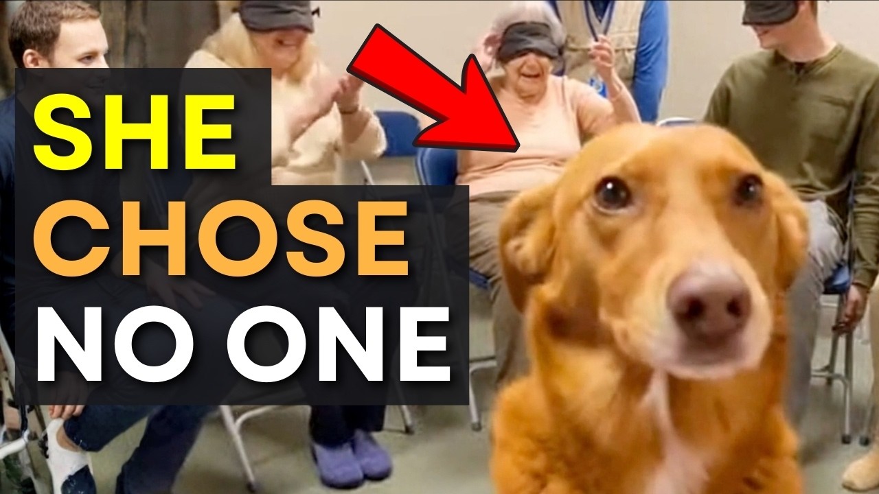 When Dogs Choose No One… 😭 Until This Moment Melts Your Heart ❤️🐶