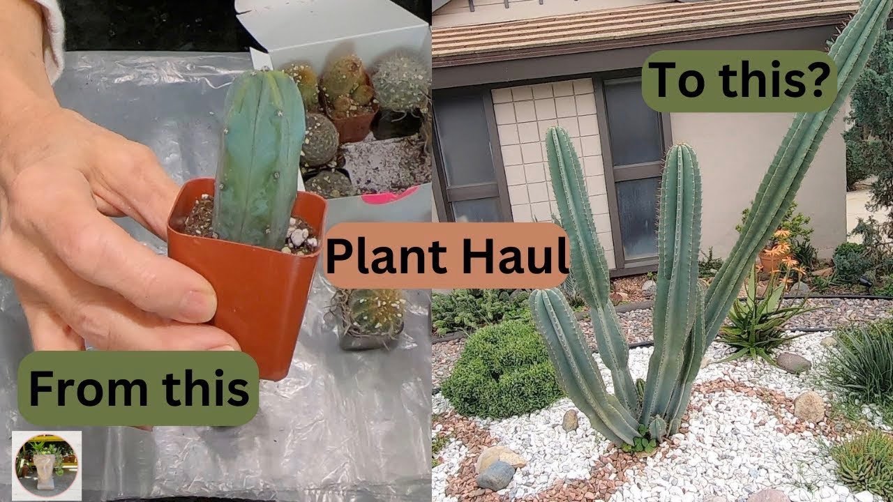 Cactus and Succulents Plant Haul from FatPlants