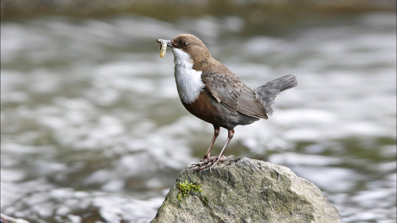 Wasseramsel mit dem Gesang #vogelgesang #vogel #entspannung #nature natur