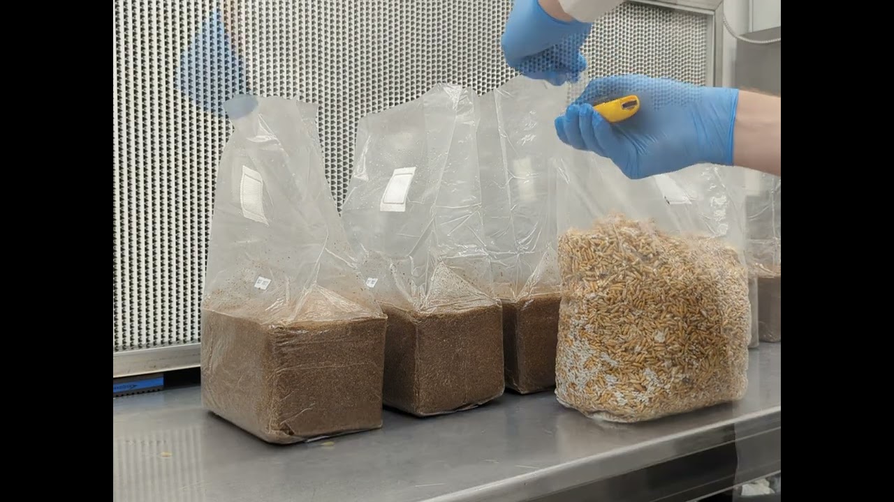 HOW TO create your own grow kit with Myterra Labs' Woodlovers