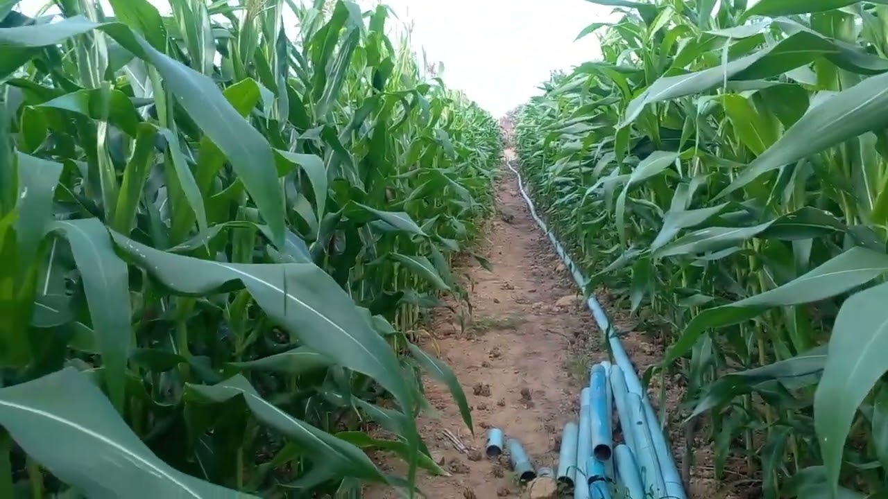 Milho para silagem 🌾🐄 parte 06