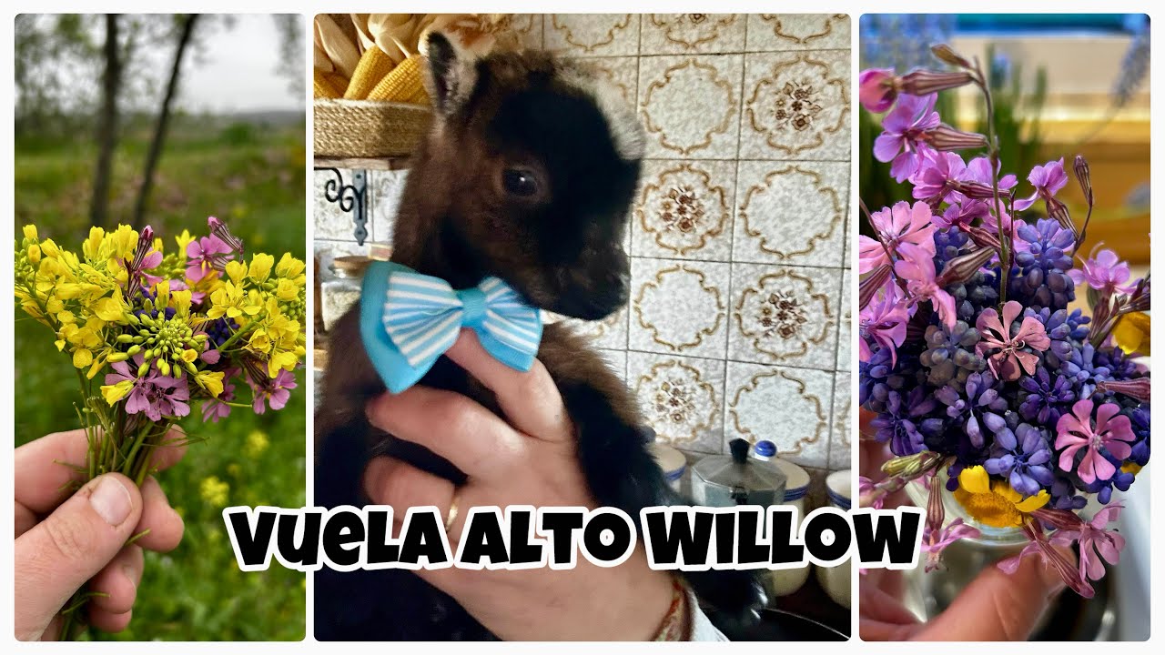 #221🏡 Días en la finca🏡/ El cabrito Willow se nos fue ❤️🦋/ Lluvia y granizo 🌧️/ El nido de ocas 🪿 🪺 