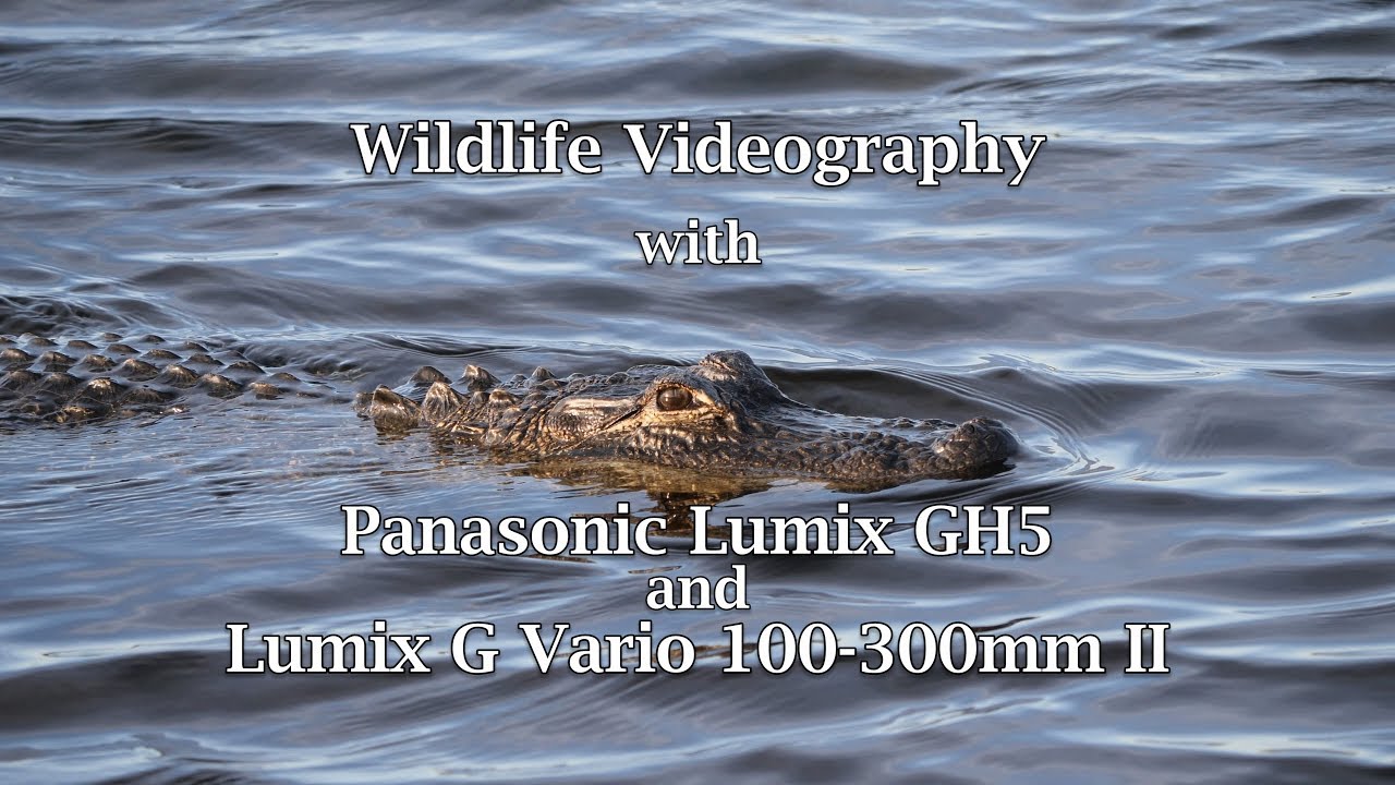 Wildlife Videography GH5 and Lumix G Vario 100-300mm II Lens