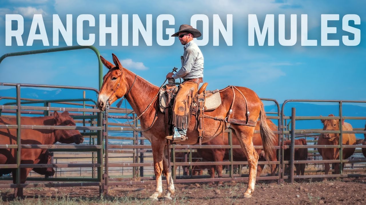 Они пасутся... на мулах?!