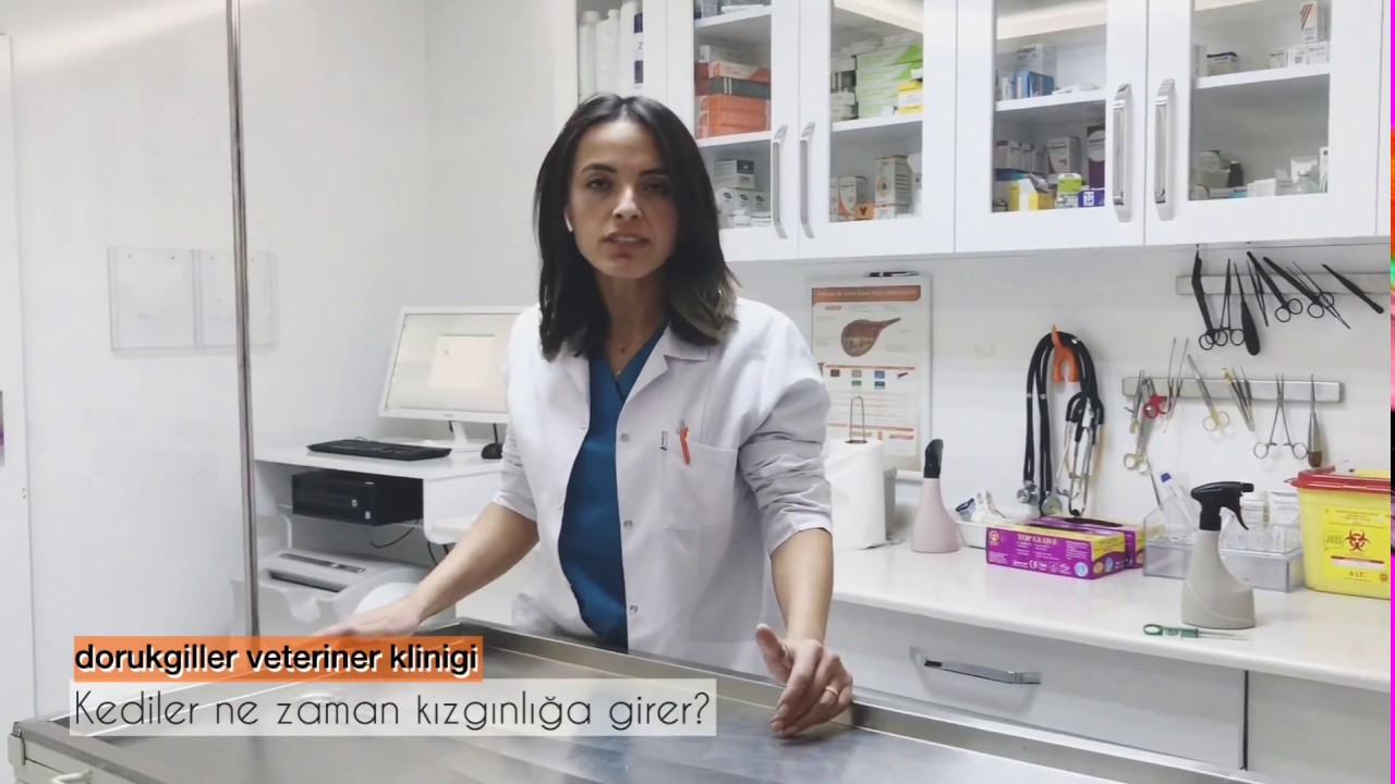 Dişi kedim kızgınlığa girdi ne yapabilirim? Kısırlaştırmalı mıyım?