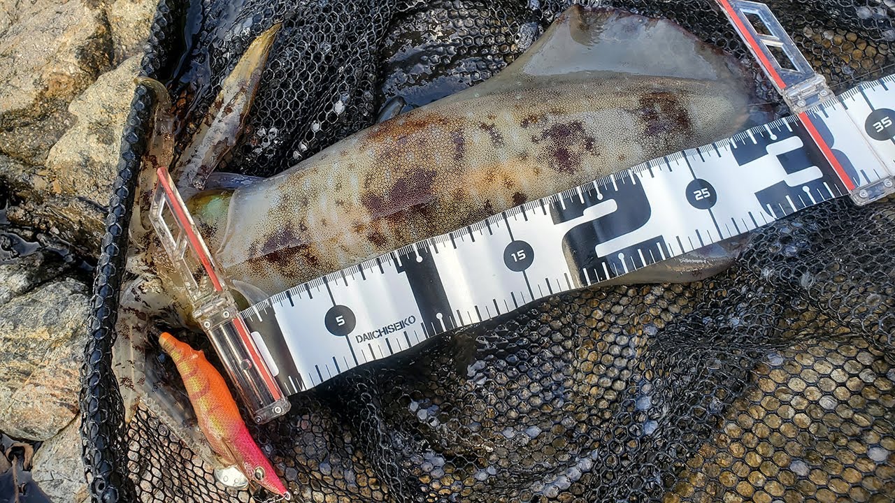 【Fit魷】▾ 大蘿蔔 ▾ Boss級魷 ▾ 步兵 ▾ 試新竿 ▾ Daiwa EMERALDAS STOIST RT 84M ▾ エメラルダス STOIST RT 84M ▾ 頂級 ▾