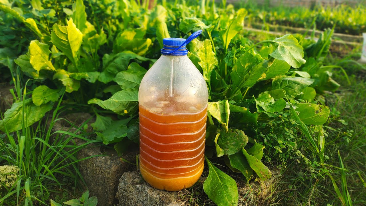 Zero-Cost Natural Fertilizer for Vegetable Garden | DIY Bio Enzyme Recipe