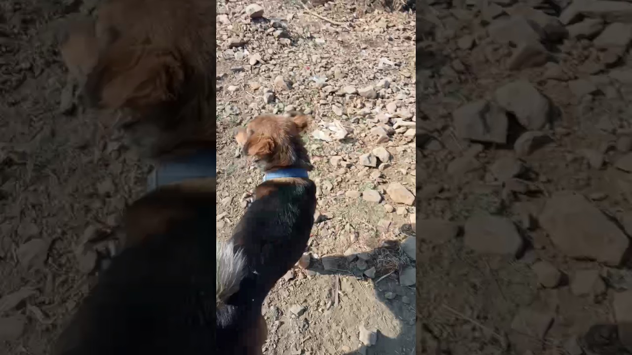my dog Tony