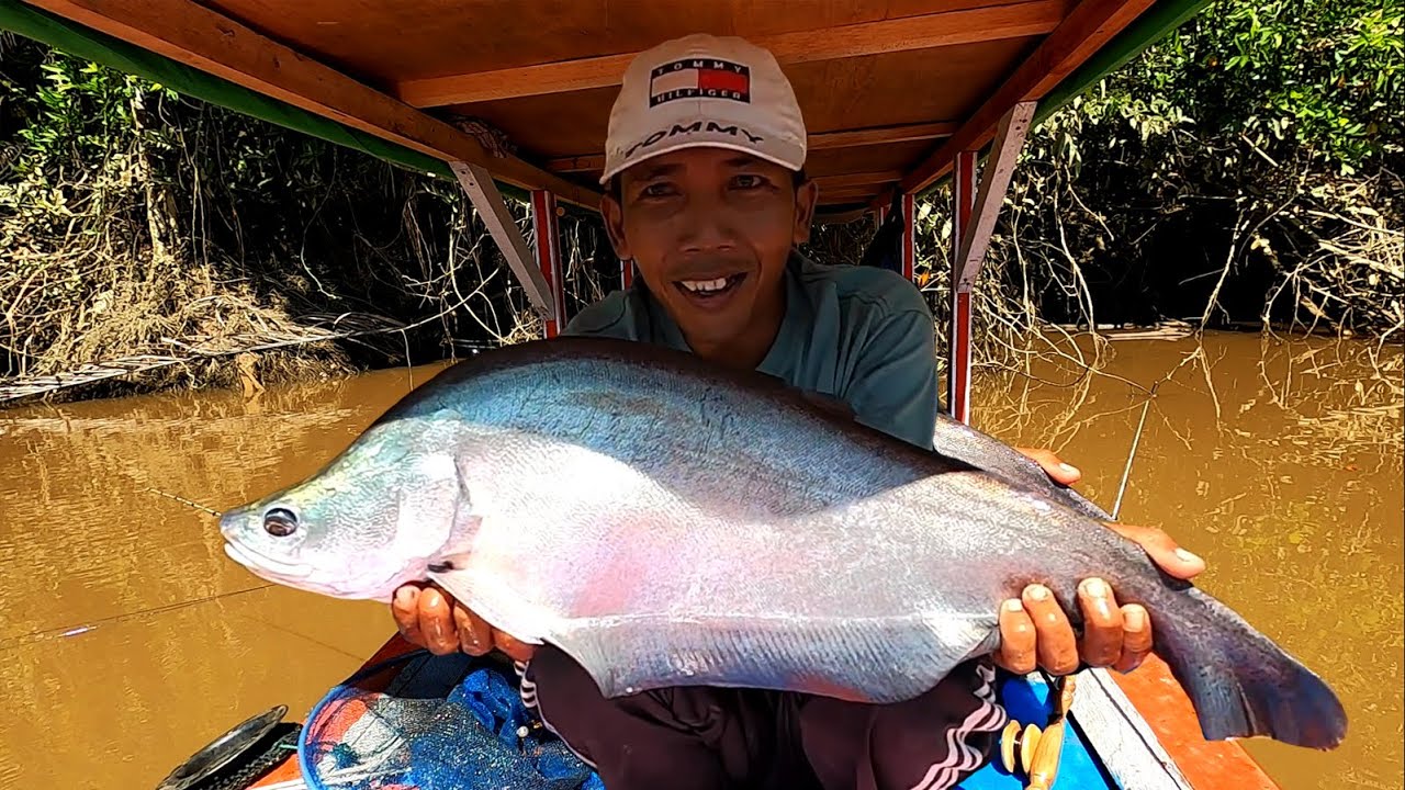 Dibikin repot, pancing udang jadul super lentur di hajar ikan predator besar sampai gemetar.