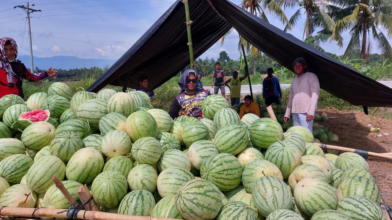 Paano Magsimula sa Watermelon Farming? Begginer's Guide