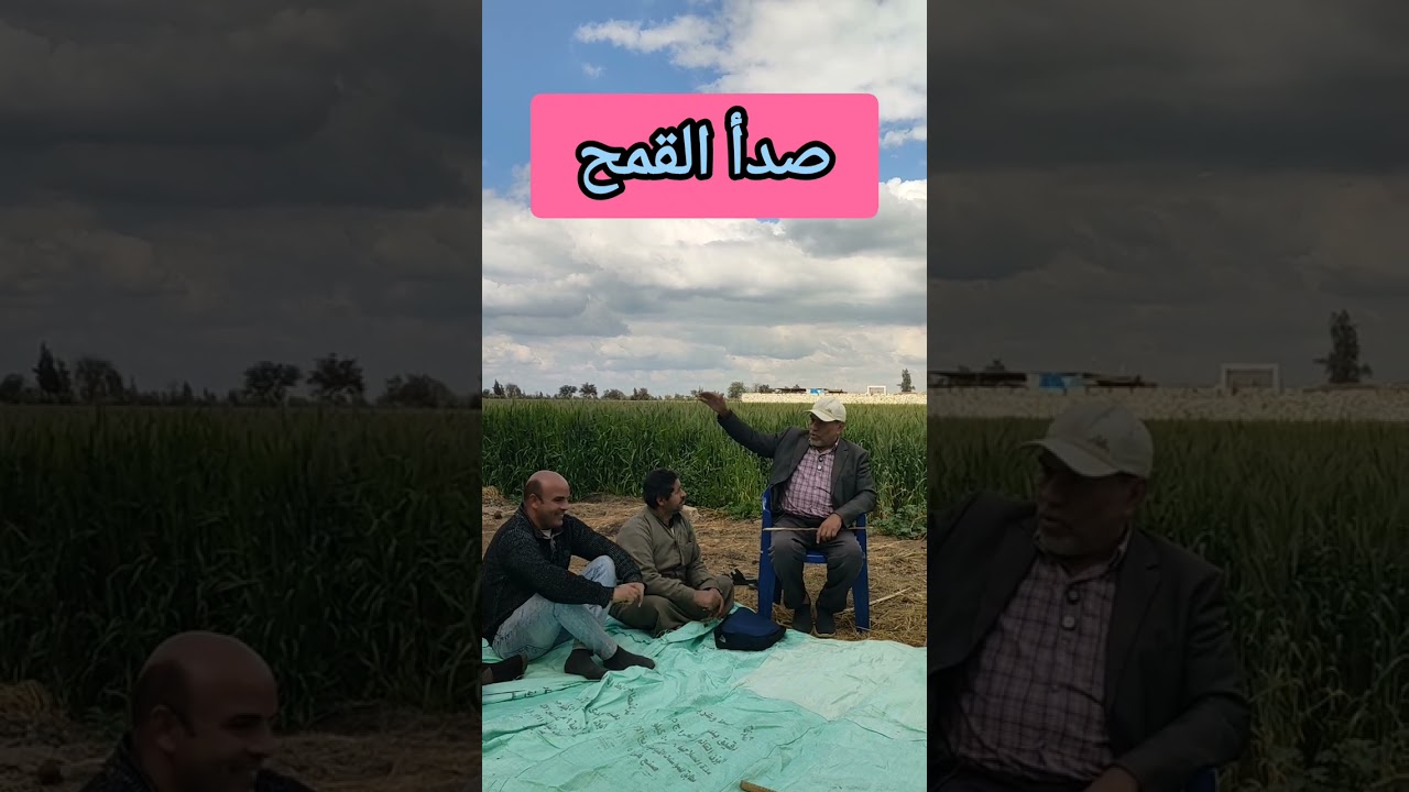 #صدأ_القمح