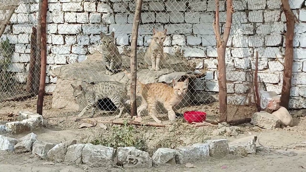 Cats in their home