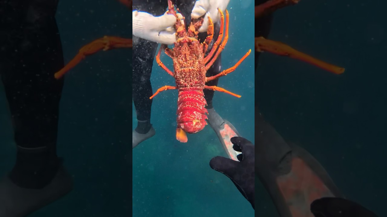 MASSIVE LOBSTER IN NEW ZEALAND