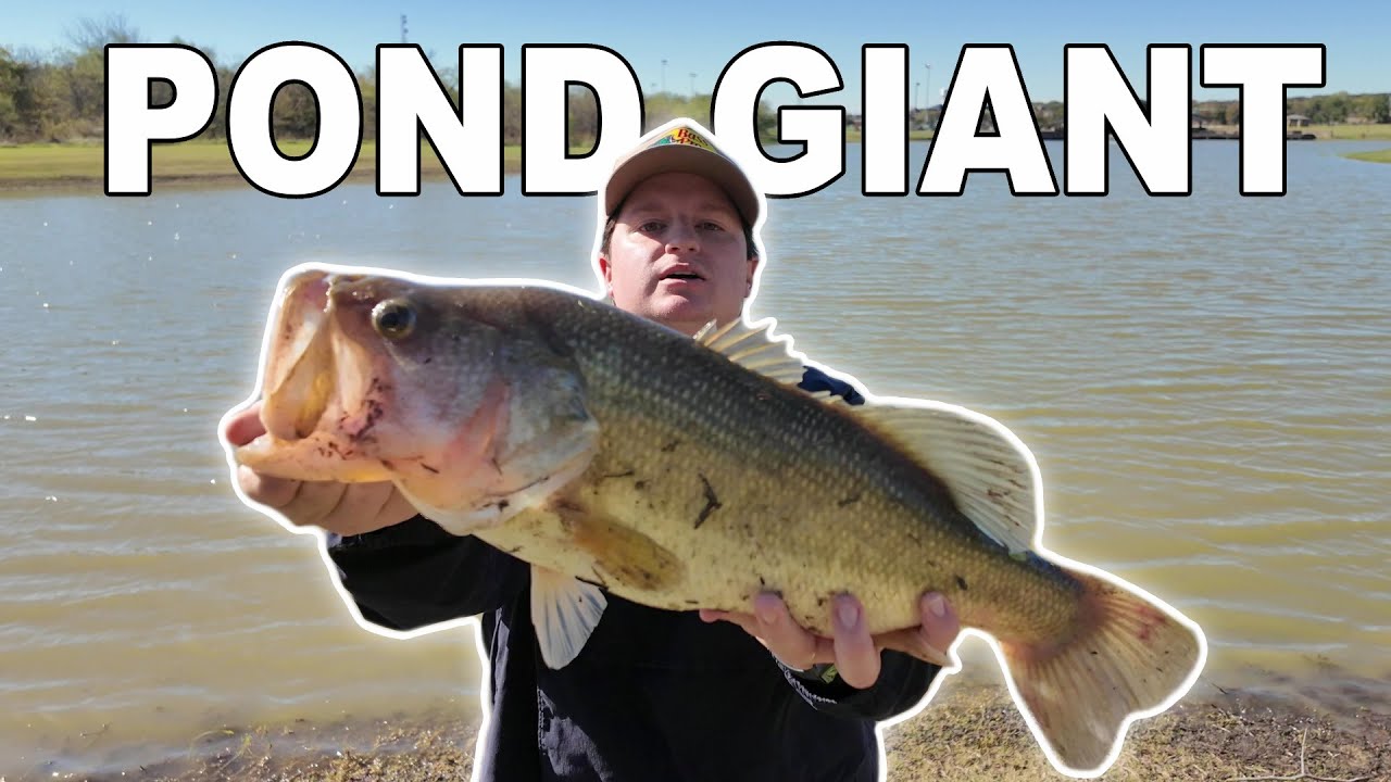 Fishing for GIANT Bass in a Loaded Pond! (Fall Bass Fishing Dallas/Fort Worth, Texas)