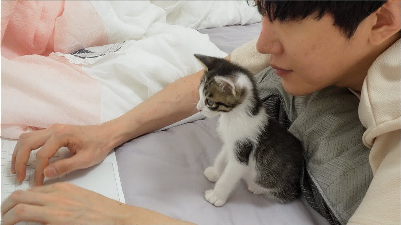 The Rescued Kitten Learns How to Live with Humans and Big Cats │ Episode.25