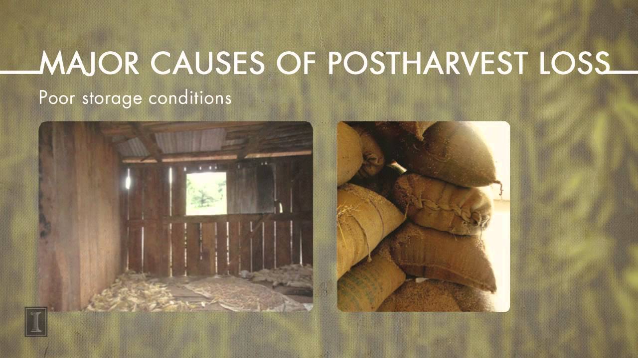 Global Postharvest Loss: What is it and Why is it a Problem?