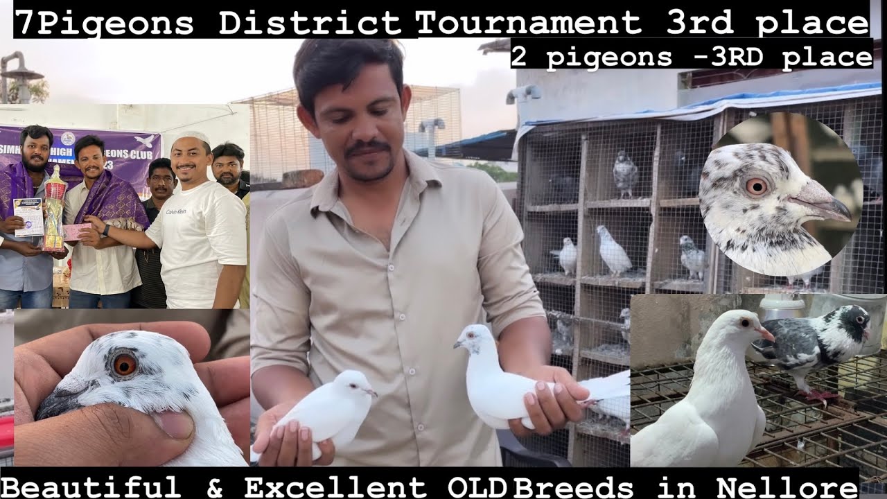HIGH FLYER PIGEONS OF CHAMPION MR.IRFAN | PART-2 | IH loft || NELLORE BIRDS & PETS | #pigeon #viral