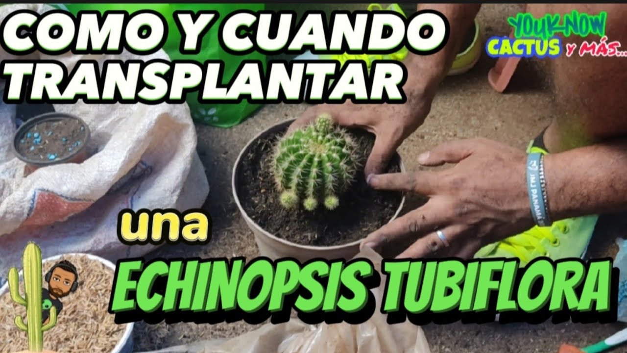 Como y Cuando Transplantar un CACTUS ERIZO (Echinopsis tubiflora) sus cuidados y mucho más 🌵❤️