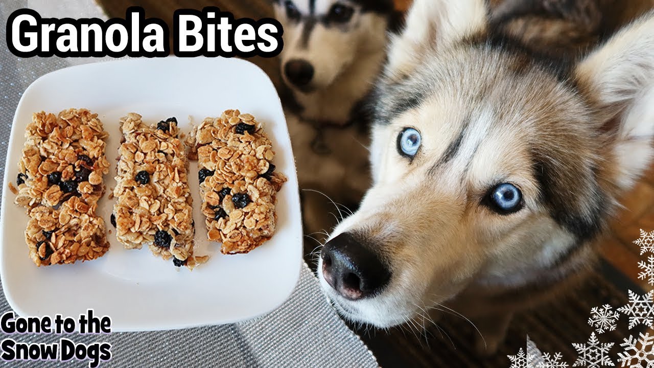 How to Make Granola Bars for Dogs | DIY Dog Treats 123