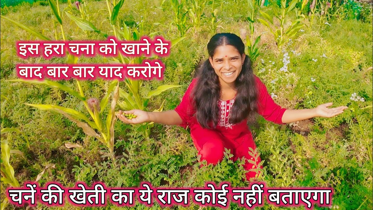हमारे यहां  इतना सारा हरा चना है, जिसको भी खाना है आ जाओ || Hello Priyanka vlogs