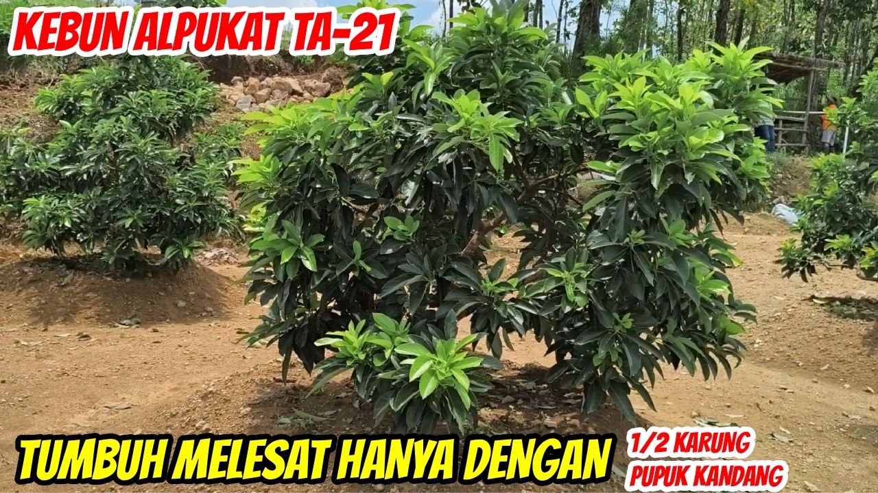 Jangan Tanam Alpukat Dulu Sebelum Lihat Kebun TA21 Ini!
