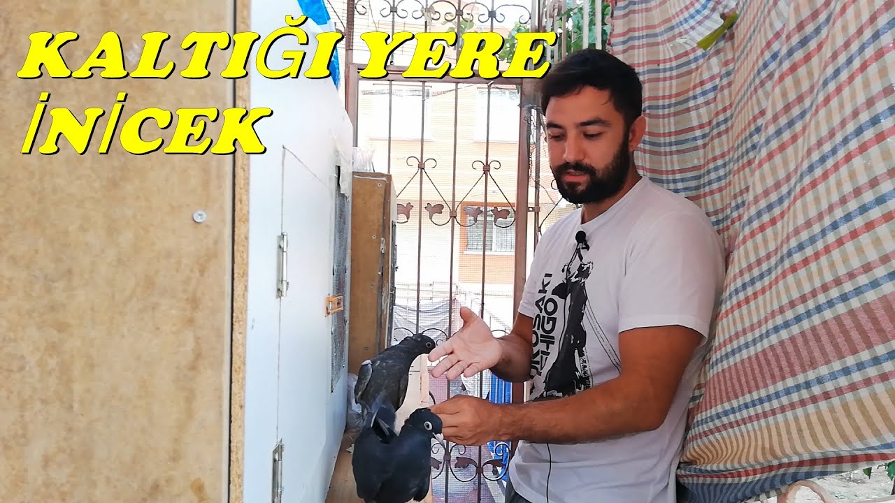 OYUN GÜVERCİNİ EĞİTİMİ PARAYLA SATIN ALAMAYACAĞINIZ BİLGİLER