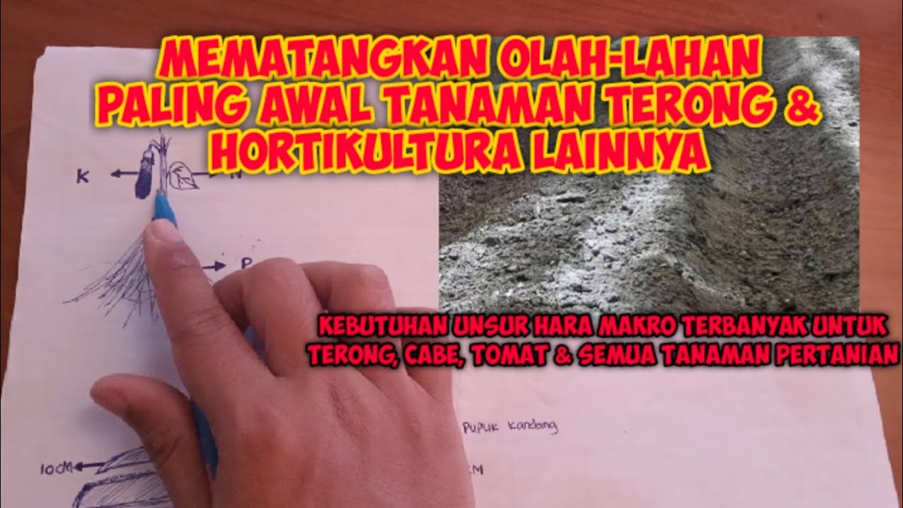 Teknik mematangkan Olah-Lahan Terong agar tencukupi Unsur Haranya berlaku semua tanaman Hortikultura