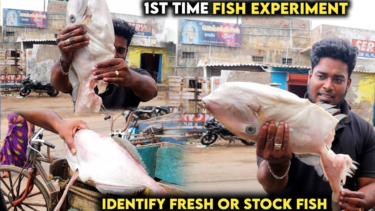 1st FISH EXPERIMENT | How to identify fish fresh or old stock | Kasimedu Fisherman |