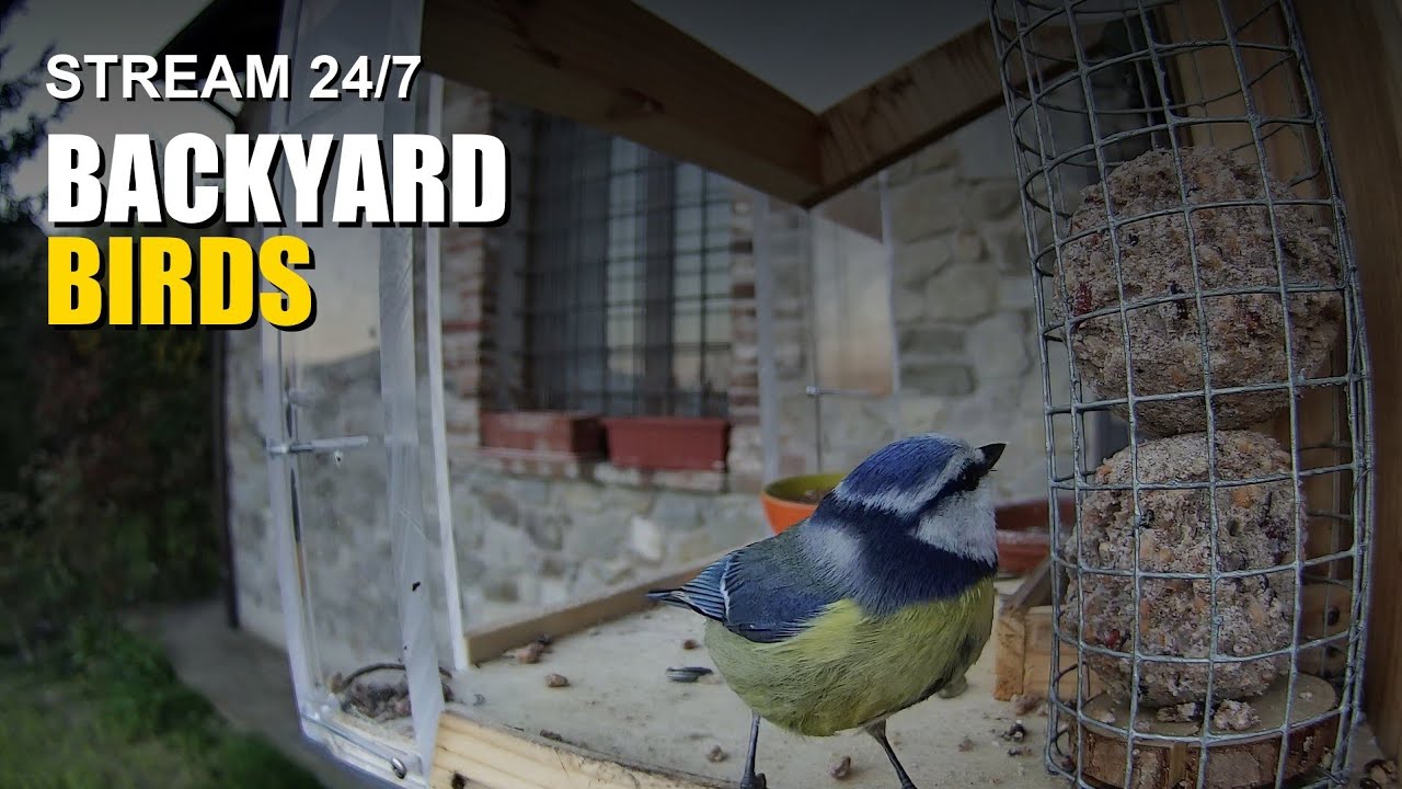 LIVE - Only Real life🐦 Mangiatoia Uccellini - Relax & Birdwatching