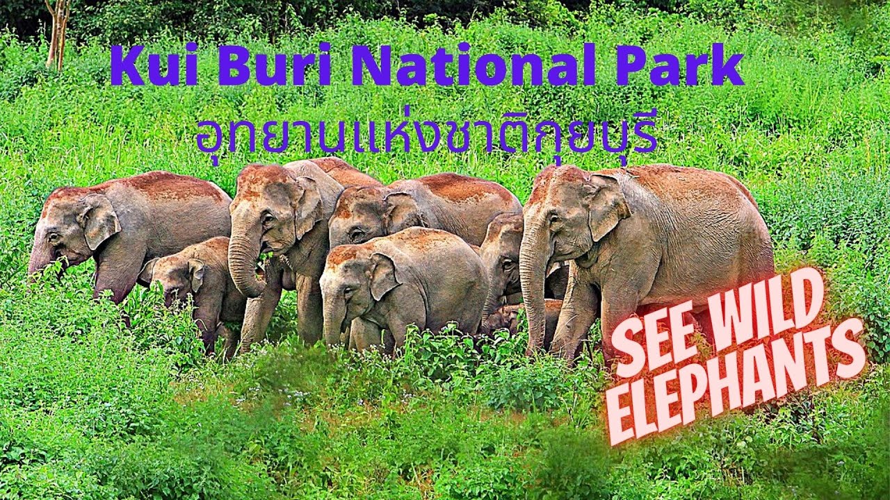 Forget Elephant Camps-How to see Wild Elephants in Thailand..Guaranteed! Kui Buri National Park 4K
