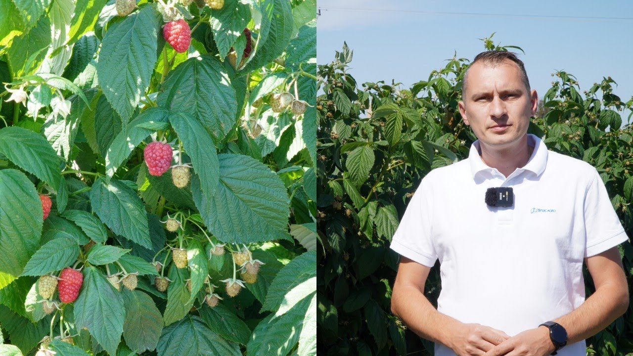 Maliny: jak utrzymać wysoką jakość plonu? Jacek Witkowski, 13.08.2025