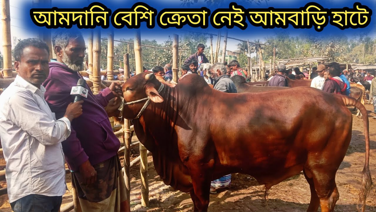 ৩০ জানুয়ারি ২০২৬| আজ আমবাড়ি হাটে শাহিওয়াল জাতের বড় গরুর আমদানি বেশি ক্রেতা নেই ব্যাপারীরা  বলতেছে? 