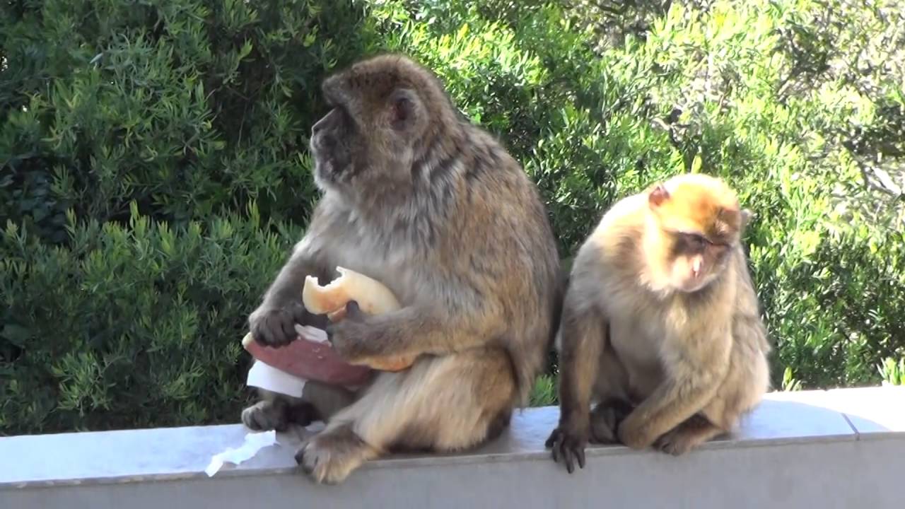 Gibraltar Monkeys stealing a sandwich to a tourist